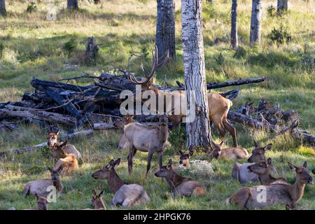 Mâle wapiti buck protégeant son troupeau femelle pendant la saison de reproduction dans le Bush avec des arbres et de l'herbe dans leur environnement et habitat environnant Banque D'Images