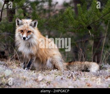 Profil de Red Fox en gros plan assis sur de la mousse blanche et regardant l'appareil photo avec un arrière-plan de forêt flou dans son environnement et son habitat. Fox image. Banque D'Images