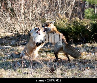 Les renards font la trotter, jouent, combattent, interagissent avec un comportement de conflit dans leur environnement et leur habitat avec un arrière-plan de forêt floue. Banque D'Images