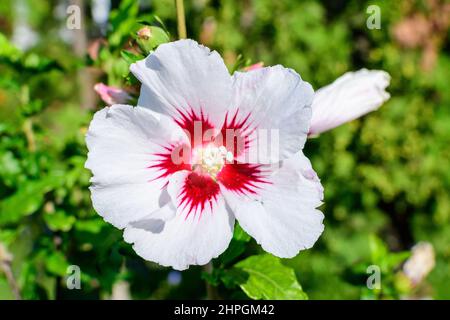 Fleur blanche délicate de cornus kousa, communément appelé ousa, kousa, cornouiller chinois, coréen et japonais, et feuilles vertes dans un jardin au soleil Banque D'Images