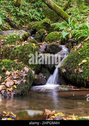 Une petite cascade dans la gorge des bois Hackfall près de Masham dans le North Yorkshire Banque D'Images