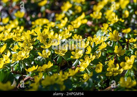 Ostrau, Allemagne. 15th févr. 2022. Fleurs jaunes des bulbes d'hiver (Eranthis). Du 12 février au 13 mars 2022, les journées d'hiver annuelles auront lieu dans le château et le parc d'Ostrau. Dans le cadre du « Garden Dreams - Historic Parks in Saxe-Anhalt », c'est l'un des parcs et jardins historiques de l'État qui mérite particulièrement d'être vu. Credit: Heiko Rebsch/dpa-Zentralbild/ZB/dpa/Alay Live News Banque D'Images