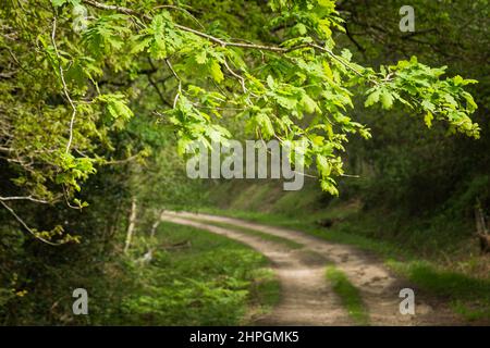 Branches de chêne avec feuilles vertes sur un chemin flou dans une forêt Banque D'Images