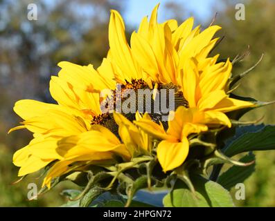 Gros plan sur le grand tournesol jaune Helianthus annuus Banque D'Images