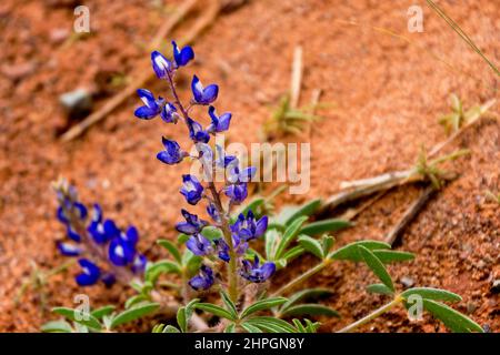 Fleurs de lupin sauvages lupinus perennis fleurissant dans un désert Banque D'Images