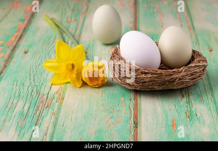 Gros plan d'un œuf de poule blanc et d'un œuf de couleur pastel dans un nid et de deux jonquilles jaunes sur une table en bois rustique vert, accent mis sur le premier plan Banque D'Images