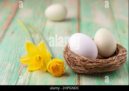 Gros plan d'un œuf de poule blanc et d'un œuf de couleur pastel dans un nid et de deux jonquilles jaunes sur une table en bois rustique vert, accent mis sur le premier plan Banque D'Images