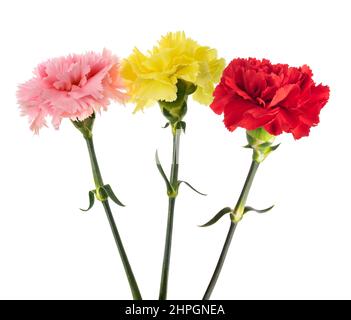 Fleurs d'œillets isolées sur fond blanc Banque D'Images