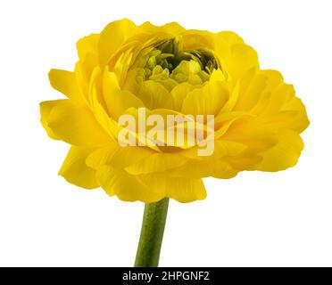 Tête de fleur de Buttercup isolée sur fond blanc Banque D'Images