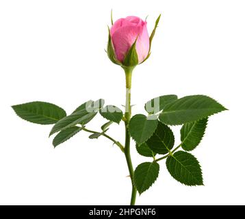 Fleur rose rose isolé sur fond blanc Banque D'Images