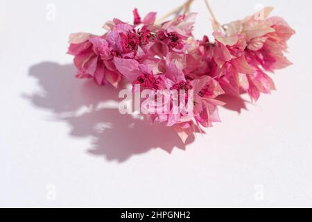 Cadre de brindilles de bougainvilliers roses sur fond rose. Couleur pastel Banque D'Images