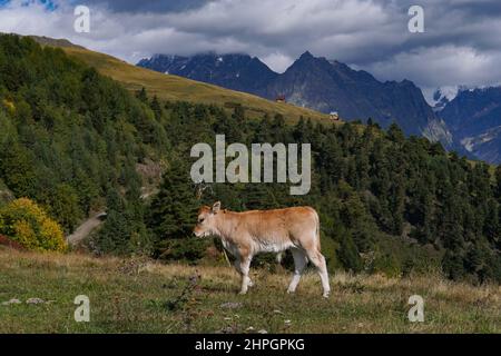 Un veau tombe sur un pré de montagne haut dans les montagnes. Vue sur un paysage de montagne en Géorgie avec de l'herbe verte et un veau blanc par une journée ensoleillée. Banque D'Images