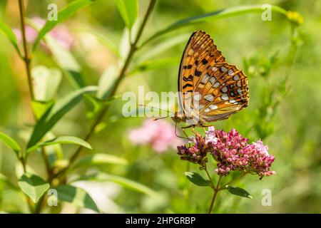 Gros plan d'un papillon Fritillaire brun élevé, assis sur une fleur pourpre. Jour d'été ensoleillé dans un pré. Arrière-plan vert. Banque D'Images