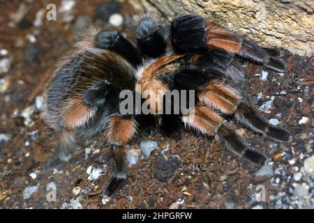 Tarantula mexicaine à pattes rouges ou à pattes rouges, Brachypelma emilia, mexikói vöröslabú madárpók Banque D'Images