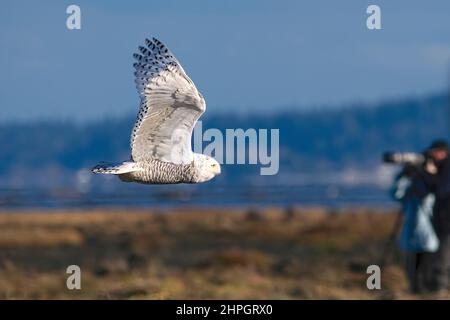 Un hibou des neiges (Bubo scandiacus) survolant un marais avec des ailes orientées vers le haut pendant qu'un photographe prend le but. Banque D'Images