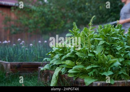 Gros plan d'un basilic vert poussant sur un lit de fleurs dans le jardin, vue latérale. L'assaisonnement parfumé pousse dans le jardin. Jeune basilic fraîchement cultivé. Photo de haute qualité Banque D'Images