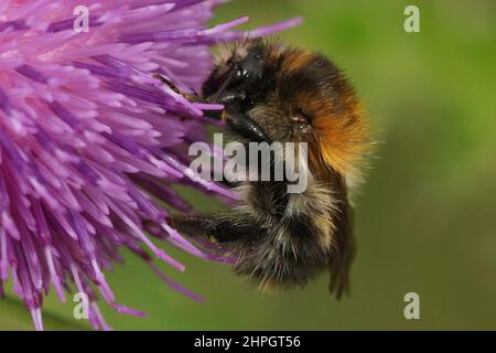 Gros plan sur un bourdon commun, Bombus pascuorum, sipping nectar fomr une fleur pourpre de bois de chevalier Banque D'Images