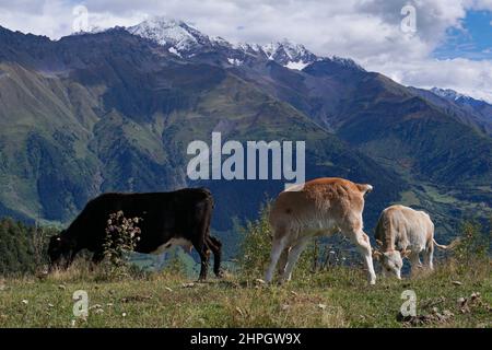 Une vache noire et deux calfs blancs bissent dans un pré haut dans les montagnes. Vue sur le paysage de montagne en Géorgie. Banque D'Images