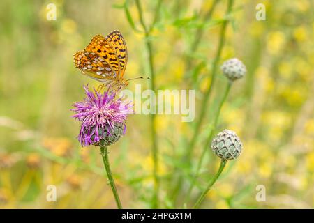 Gros plan d'un Fritlary brun élevé, un papillon orange assis sur une fleur de chardon violet. Jour d'été ensoleillé dans un pré. Fond vert et jaune Banque D'Images