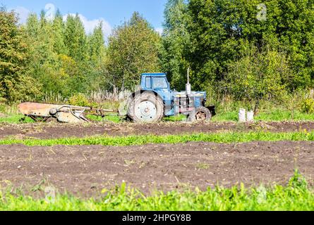 Vieux tracteur agricole à roues travaillant au champ de pommes de terre en été. Récolte de pommes de terre biologiques Banque D'Images