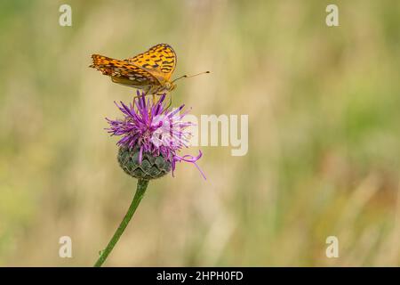 Gros plan d'un Fritlary brun élevé, un papillon orange assis sur une fleur de chardon violet. Jour d'été ensoleillé dans un pré. Vert flou, jaune Banque D'Images