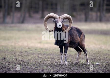 Le mouflon se dresse au bord de la forêt et regarde autour. Banque D'Images