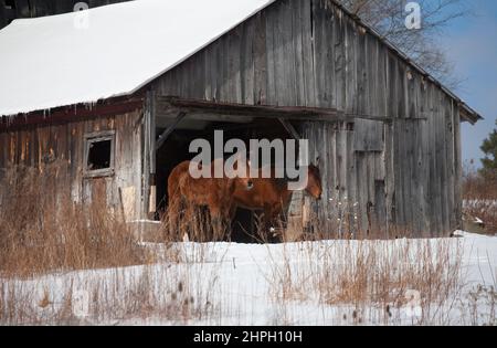 Chevaux dans une ancienne grange d'époque délabée avec neige d'hiver, Broom County, nord de New York NY États-Unis terres agricoles terres agricoles des États-Unis Banque D'Images