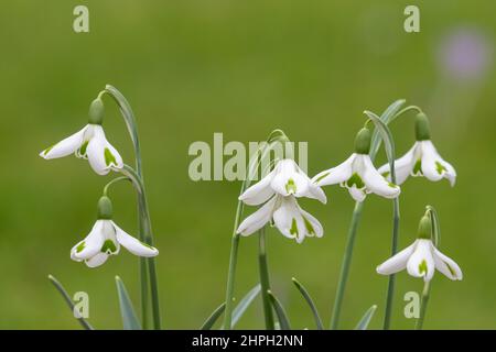 Gros plan de galanthus toure des chutes de neige en fleur Banque D'Images