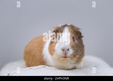Cobaye, portrait d'une cava domestique sur fond gris. Banque D'Images