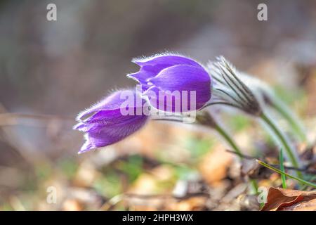 Pulsatilla grandis, la plus grande pasque fleurs. Fleurs violettes sur un arrière-plan flou au printemps. Banque D'Images