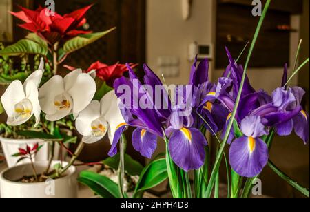 Belles fleurs d'iris pourpre, orchidée blanche en fleurs et poinsettia rouge dans des pots de fleurs blanches sur la table Banque D'Images