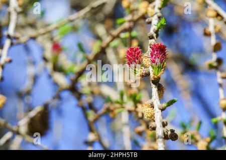 Bourgeons rouges sur le Larch.Fleurs printanières d'un conifères. Banque D'Images