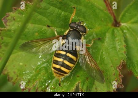 Gros plan sur un aéroglisseur de Peat jaune barré, assis avec ses ailes ouvertes sur une feuille verte Banque D'Images