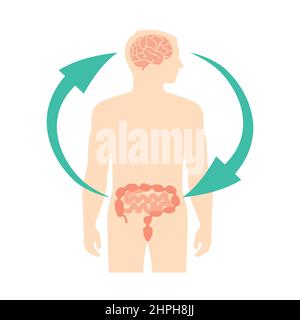 Relation entre le cerveau humain et les intestins, deuxième cerveau, schéma d'image, illustration vectorielle Illustration de Vecteur