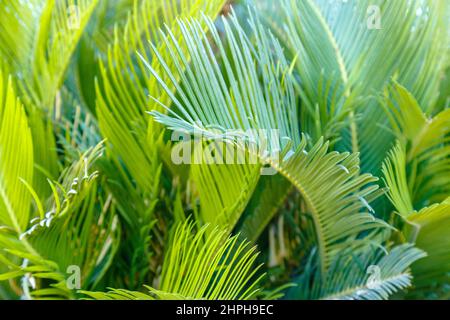 Feuilles vertes de palmier tropical comme fond botanique vert. Fond écologique naturel de feuilles de palmier exotiques plante texture du feuillage. Photos tropicales créatives Banque D'Images