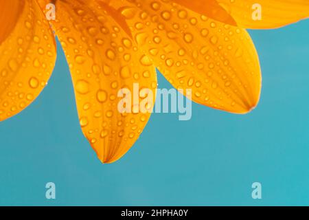 Pétales de fleurs jaune de gazania isolés sur fond bleu ciel. Banque D'Images