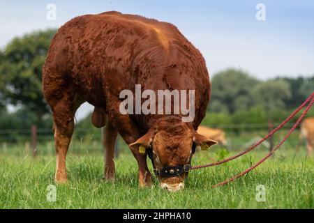 Puissant taureau de race Limousin sur le terrain. North Yorkshire, Royaume-Uni. Banque D'Images