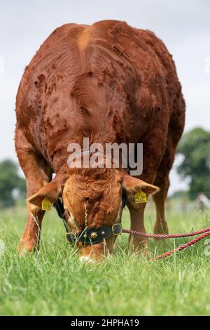 Puissant taureau de race Limousin sur le terrain. North Yorkshire, Royaume-Uni. Banque D'Images