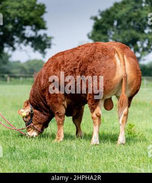 Puissant taureau de race Limousin sur le terrain. North Yorkshire, Royaume-Uni. Banque D'Images