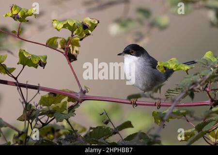 Paruline sarde mâle (Sylvia melanocephala) Banque D'Images