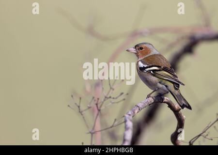 Chaffin commun mâle (Fringilla coelebs) Banque D'Images