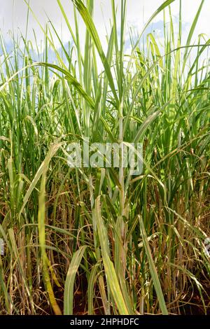 Ferme de plantation de canne à sucre avec ciel cinématographique plein de nuages et de coucher de soleil Banque D'Images