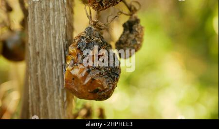 Pourri moule de tomate champignons ferme agriculture bio pourriture organique rouille légumes culture plante mousse de serre détail mouillage, sécheresse sol sec Banque D'Images