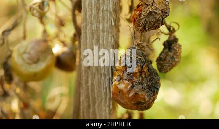 Pourri moule de tomate champignons ferme agriculture bio pourriture organique rouille légumes culture plante mousse de serre détail mouillage, sécheresse sol sec Banque D'Images