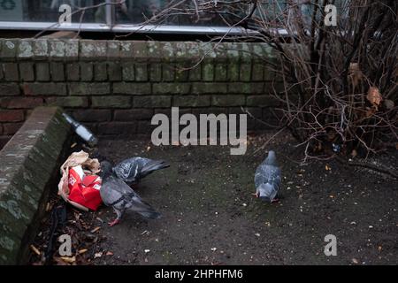 Pigeons qui font un travail léger sur le contenu d'une boîte de fast-food mise au rebut. Banque D'Images