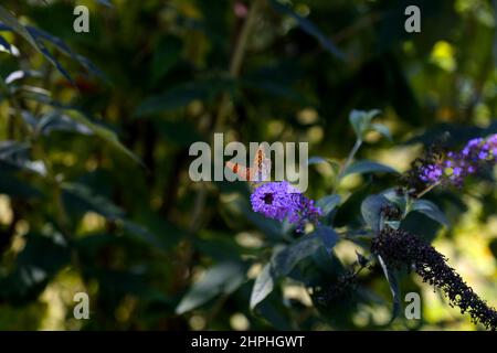 Papillon orange perché sur une fleur pourpre Banque D'Images