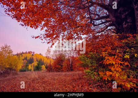 Majestueux bouleau sur une pente de colline avec des poutres ensoleillées dans la vallée de la montagne. Scène matinale colorée et spectaculaire. Feuilles d'automne rouges et jaunes. Carpates, U. Banque D'Images