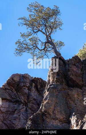 Un pin de pin pousse de manière précariante sur le bord de la falaise de grès quartzite à Box Canyon, Ouray, Colorado. Banque D'Images