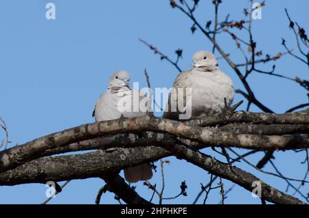 Doves à col eurasien, Streptopelia decaocto, roosting Banque D'Images