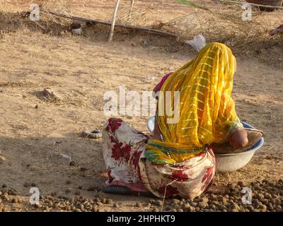 Collecte de fumier au camelfair à Pushkar, Rajasthan, Inde Banque D'Images